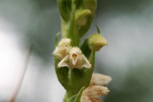 goodyera repens (1) (1200 x 800).jpg